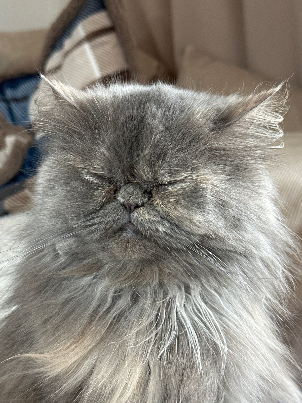 Grey Persian cat photographed resting in boxes in Burgas