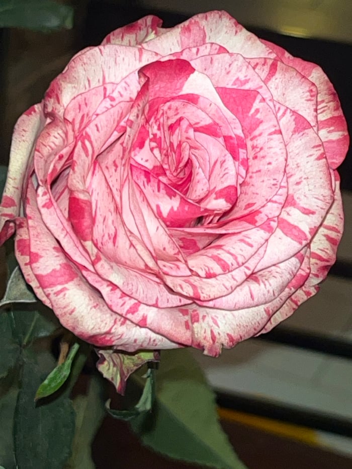 Valentine's rose and gift captured in Sofia apartment