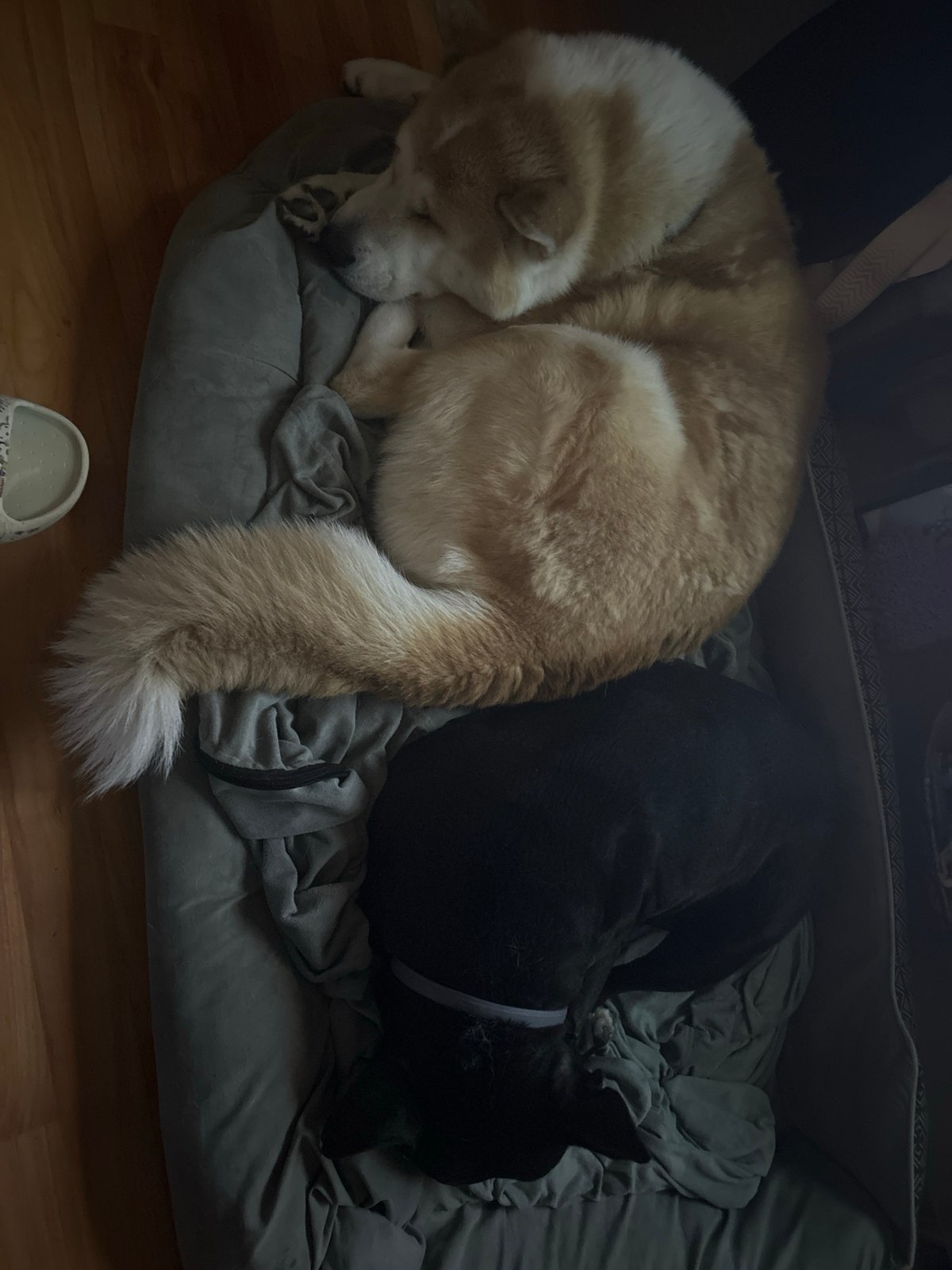 Two dogs sleep together in shared bed in Sofia