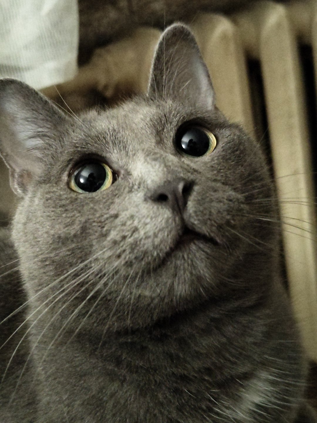 Grey tabby cat photo session with geraniums and tree