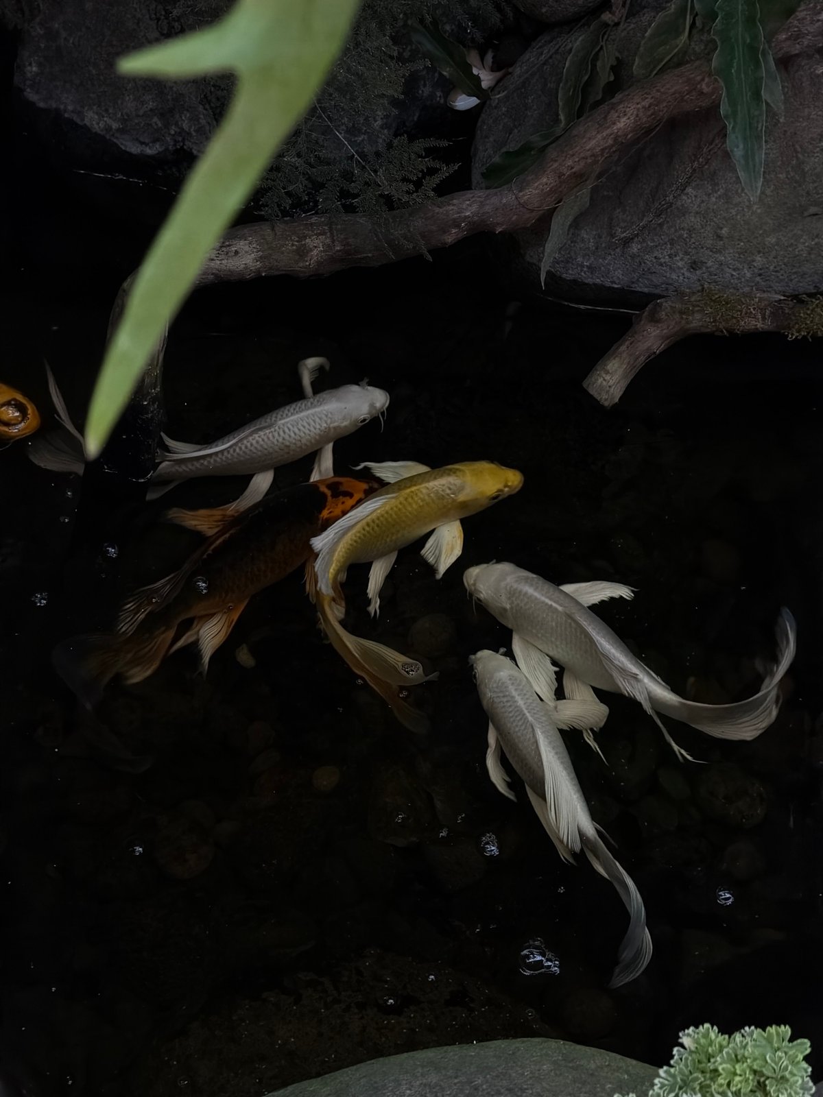 Morning around North Kuta: friends, koi ponds, and scooter streets