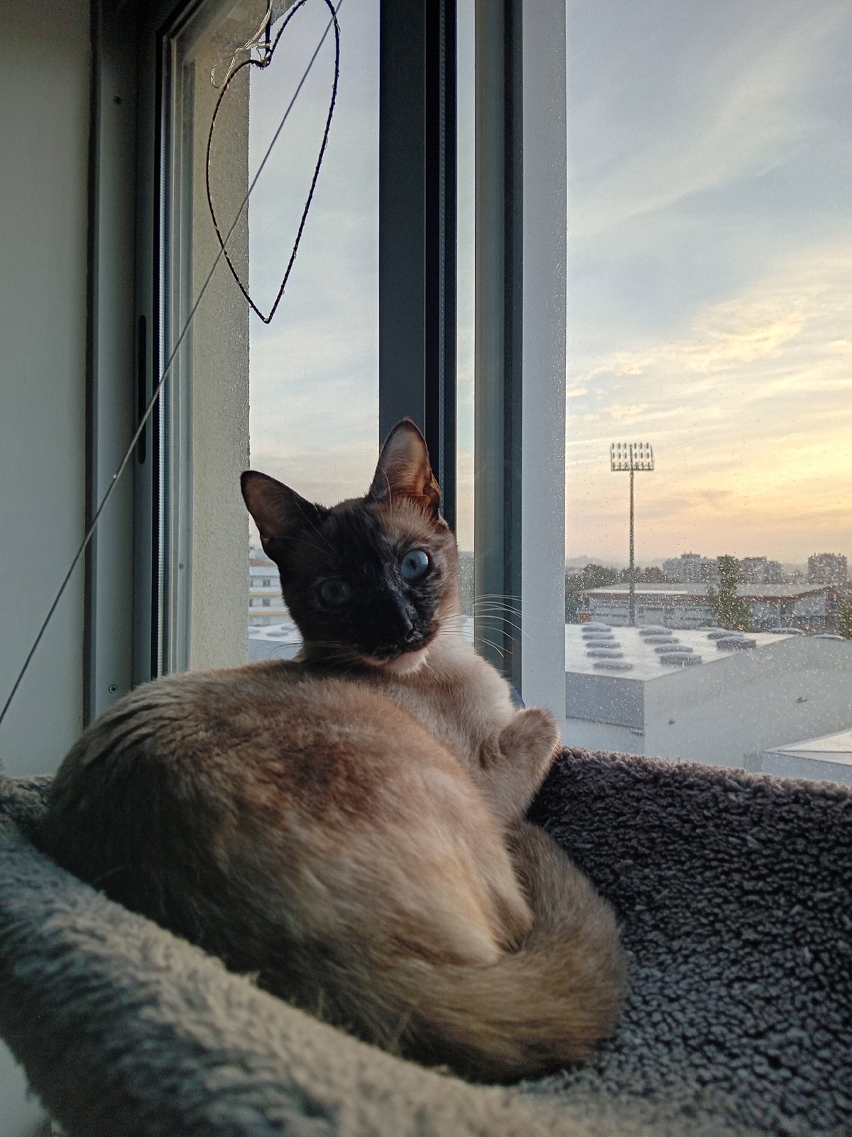 Cat resting by window during sunrise captured in multiple frames