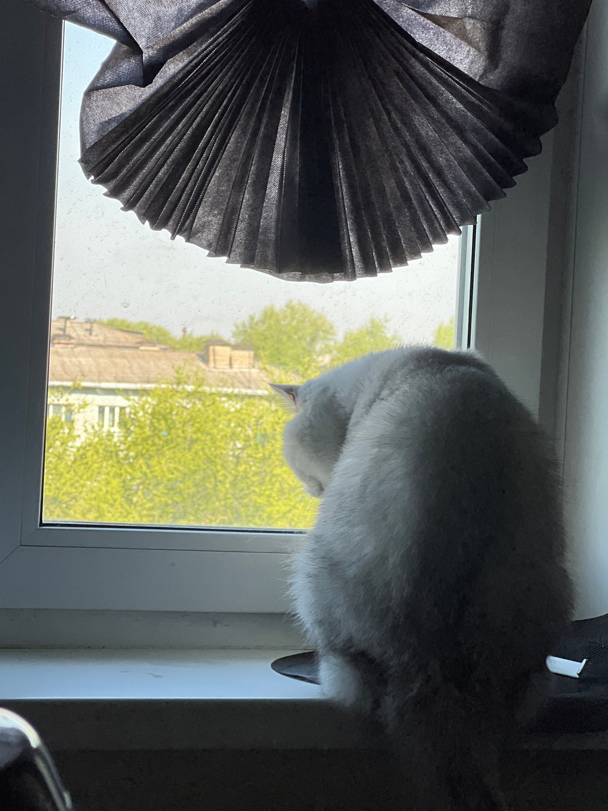 Gray cat observed on windowsill during nighttime hour