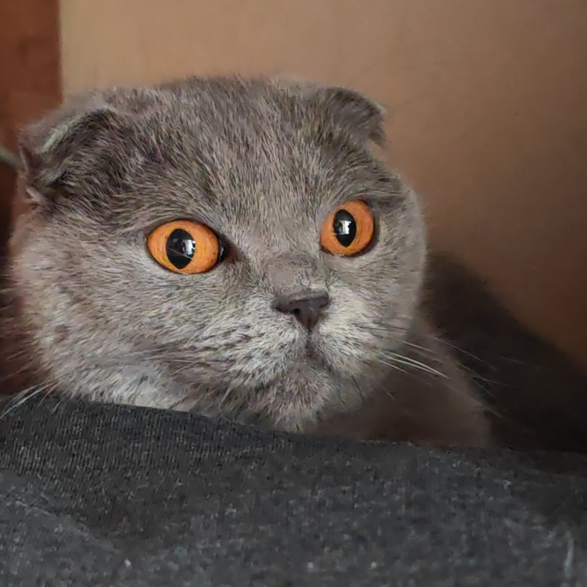 Scottish Fold cat photographed resting in Hrodna, Belarus
