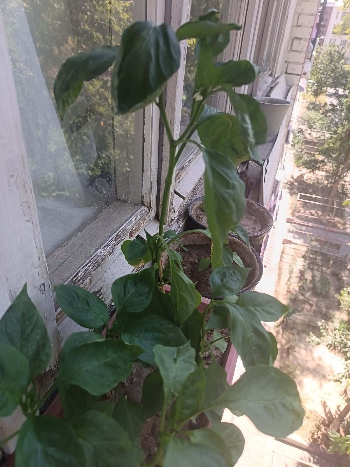 Quiet Tashkent morning: windowsills, flatbread, and a city building itself