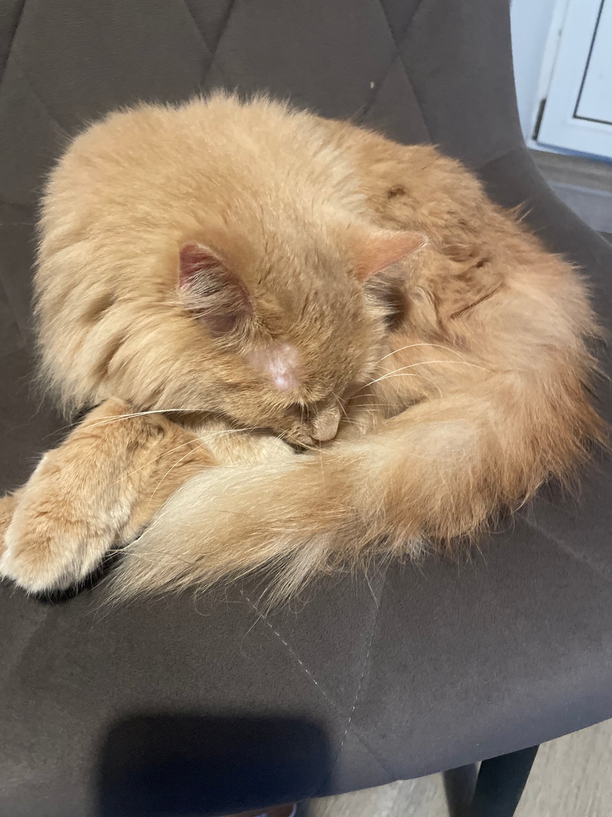 Ginger cat deep in a nap, shot from every angle