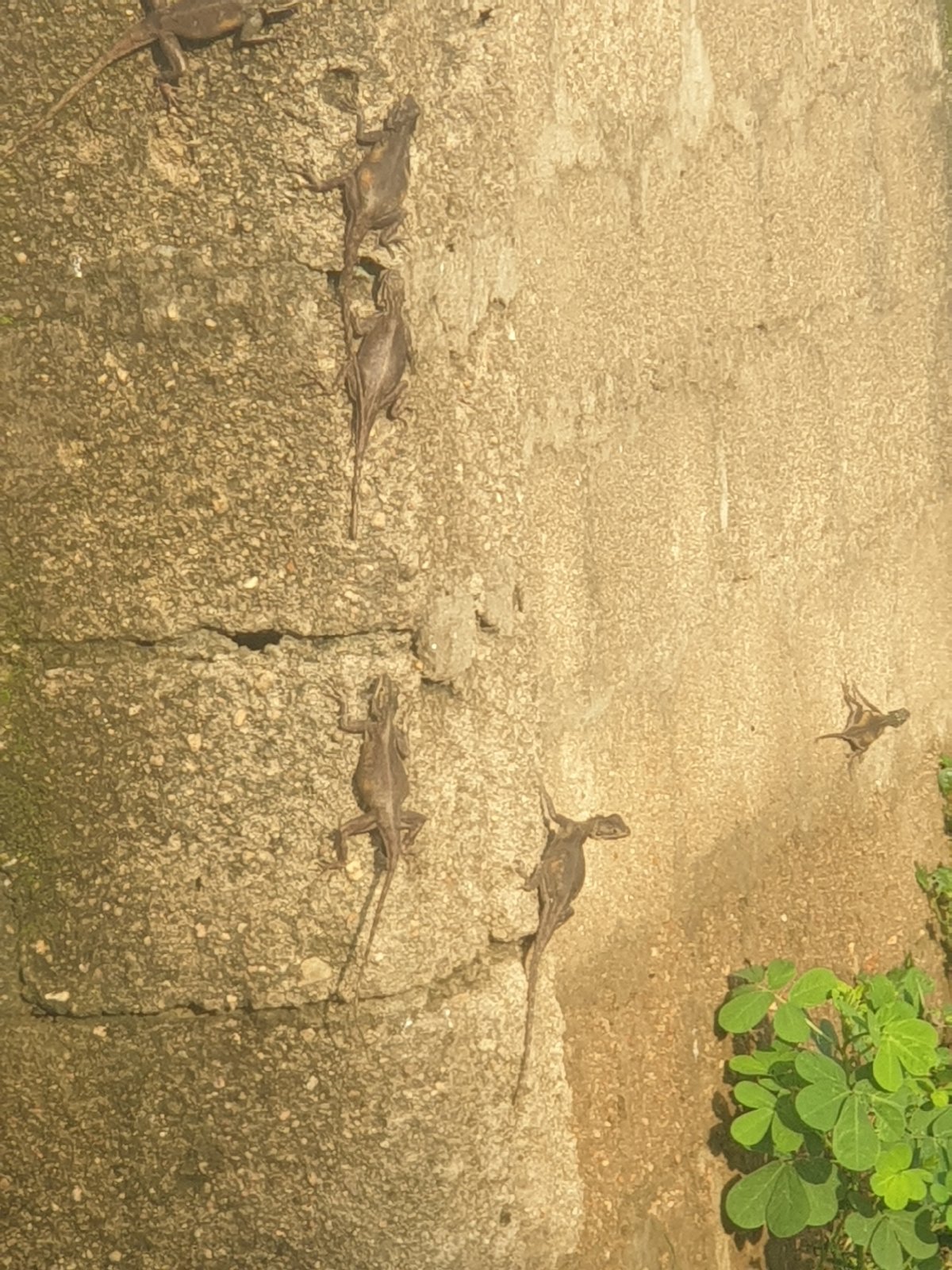 Everyday life around a rural settlement — animals, plants, and structures