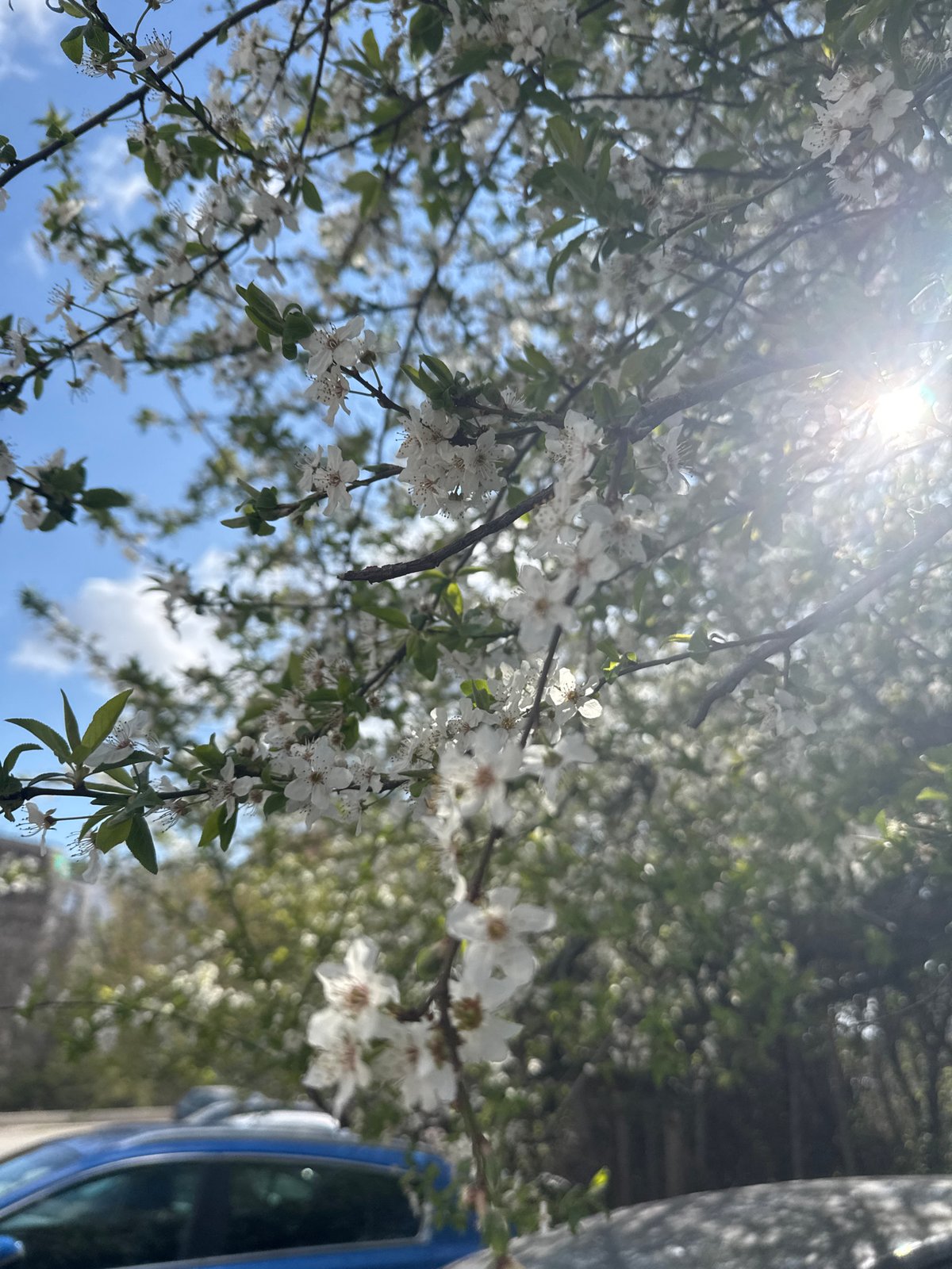 Spring blossoms photographed in morning sunlight in Sofia