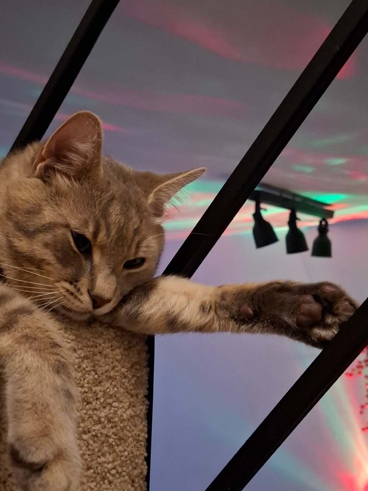 Tabby cat's evening around the house