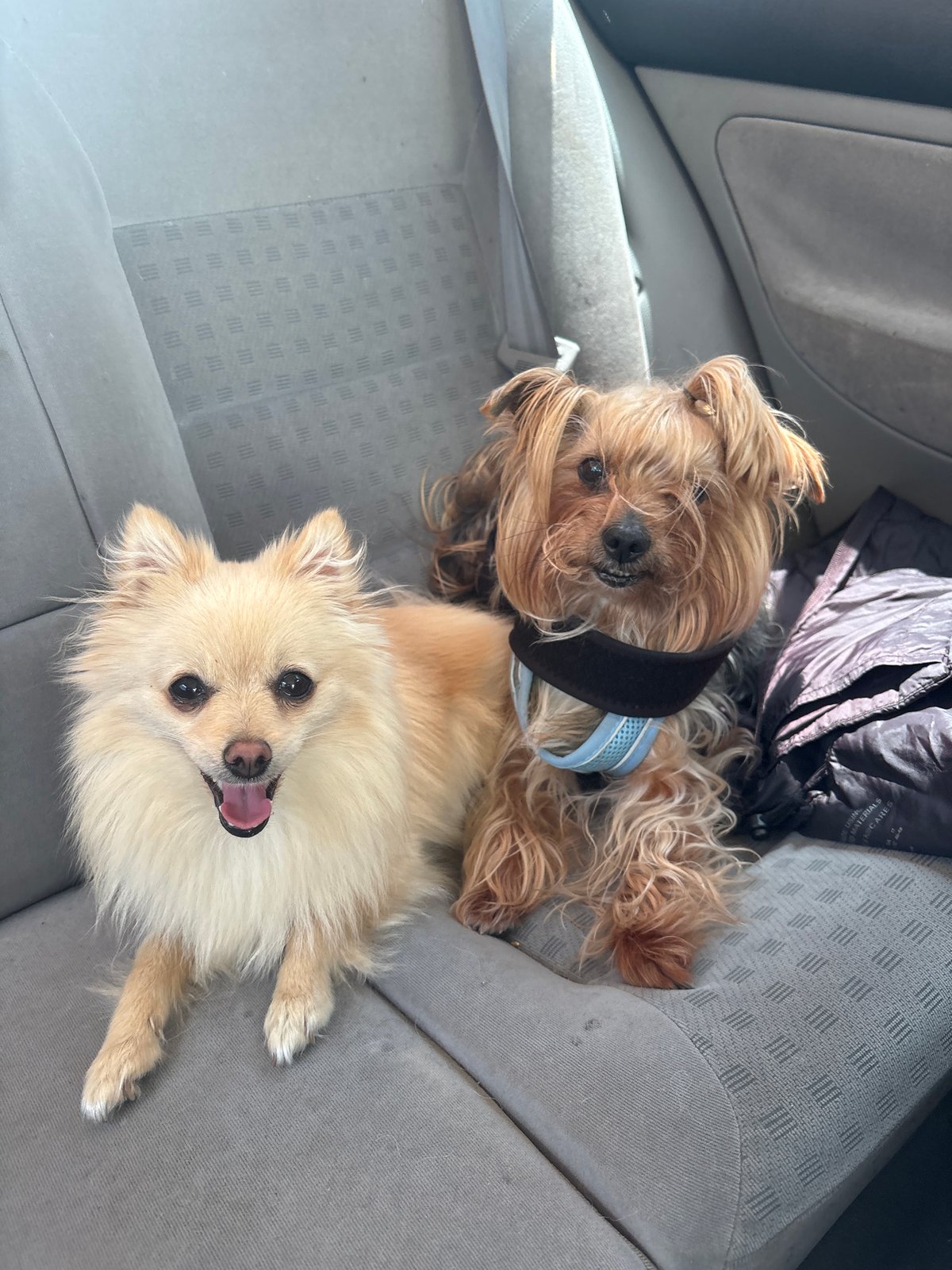 Two small dogs rest in car backseat in Lesnovo