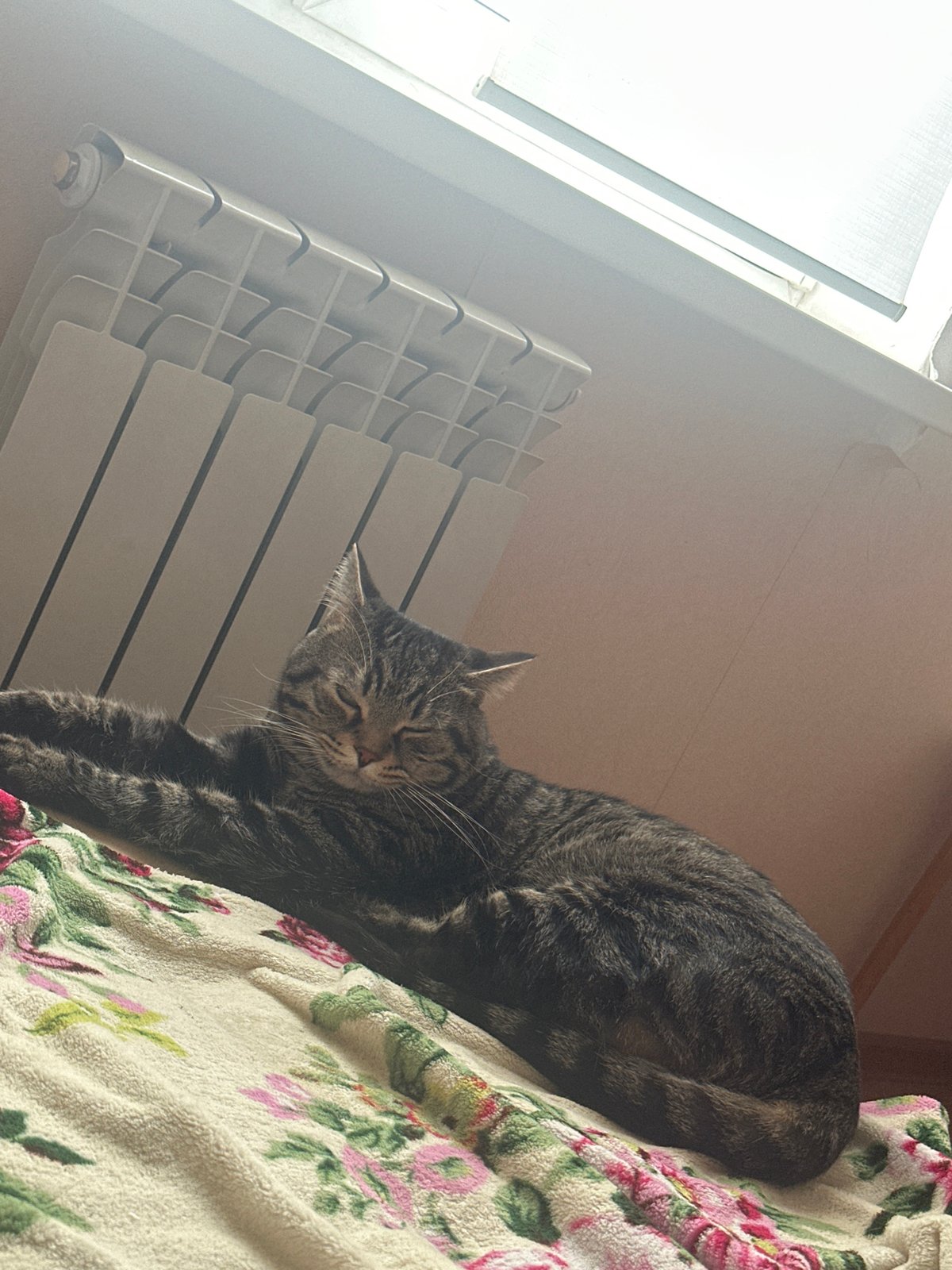 Tabby cat photographed napping on blanket in Stavropol home