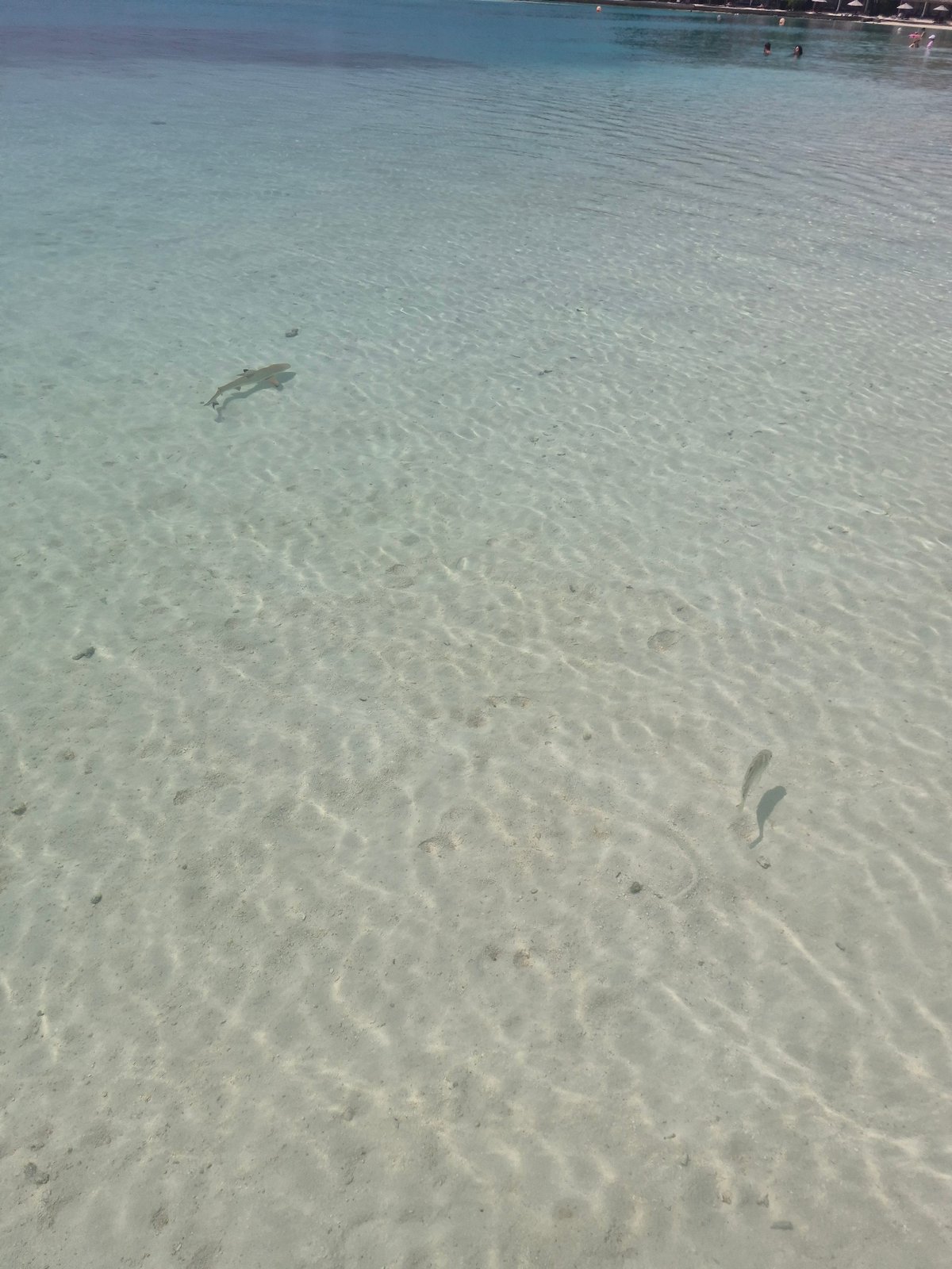Clear waters and marine life observed off Huraa, Maldives