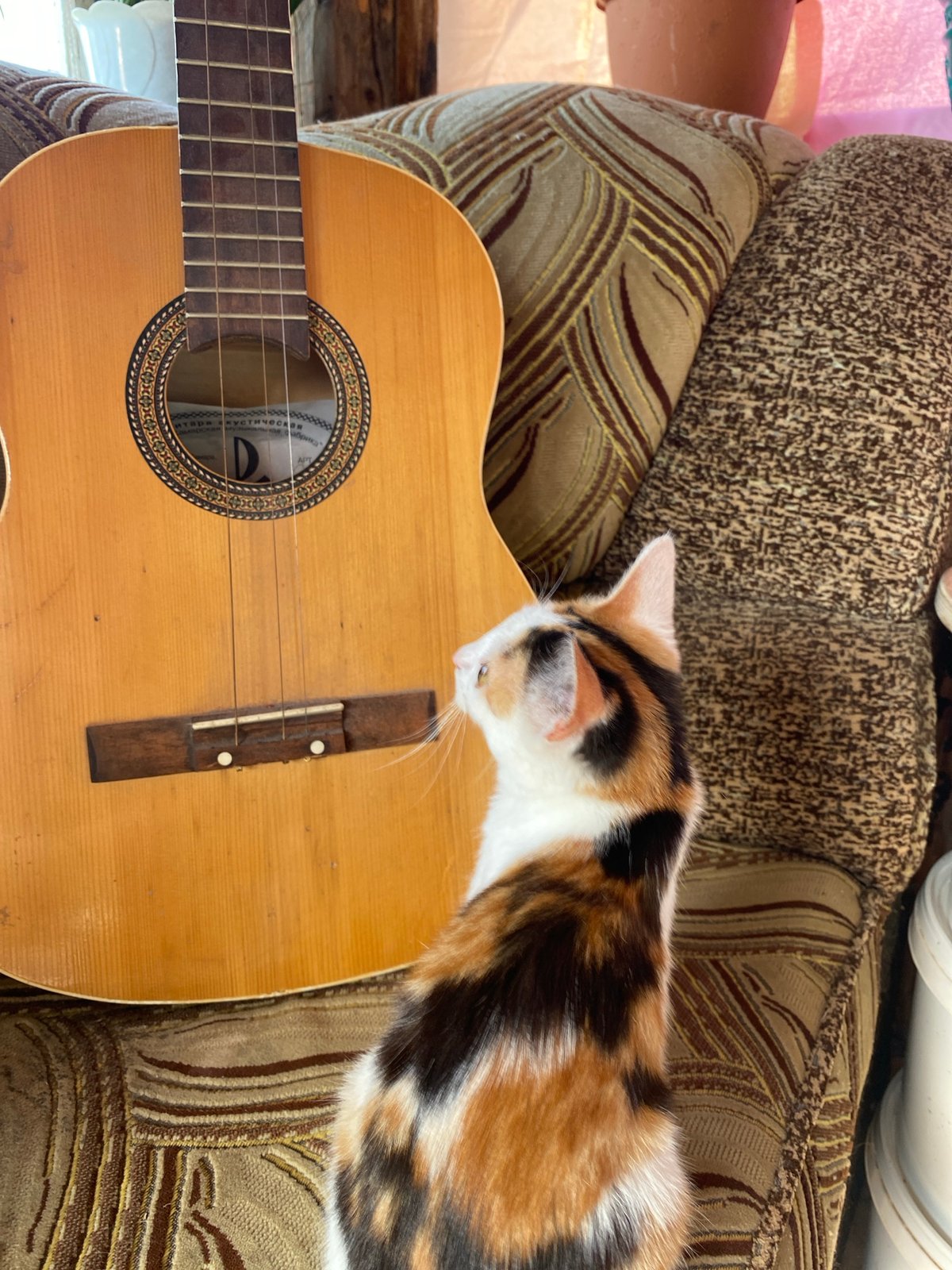 Calico cat at home with guitars and houseplants in Zelenodolsk