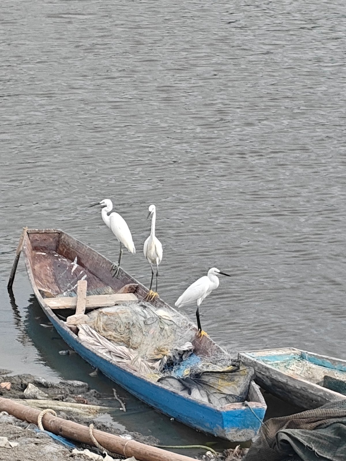 White egrets gather in fishing waters near Lhokseumawe, Indonesia