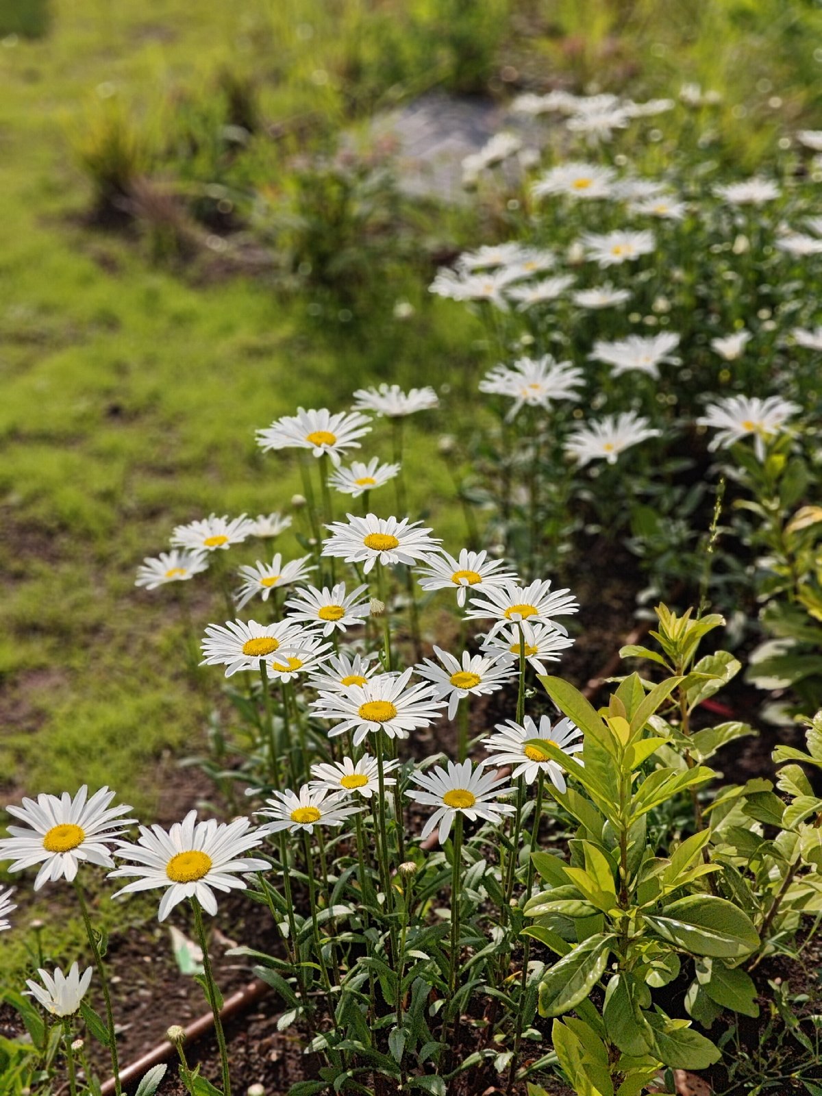 Spring scenes documented in Burgas: blooming daisies, urban parking