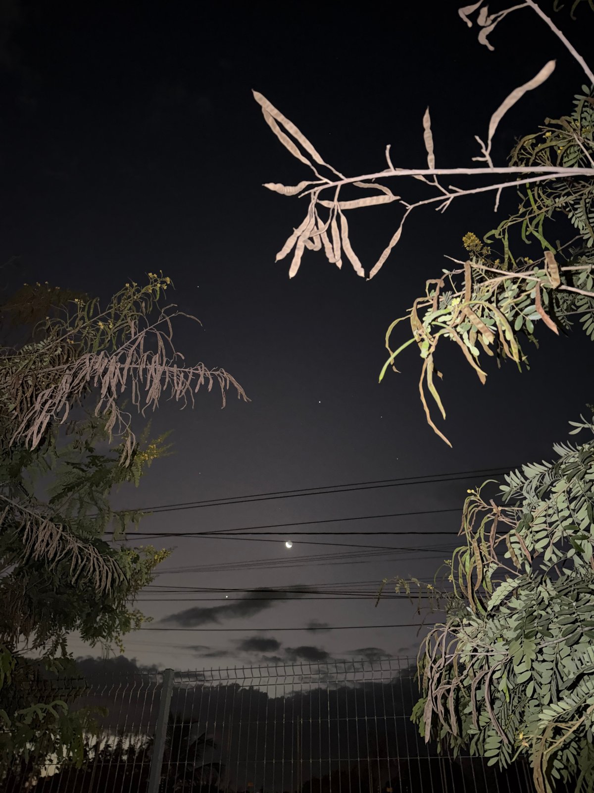Crescent moon observed through trees in Pemba, Mozambique