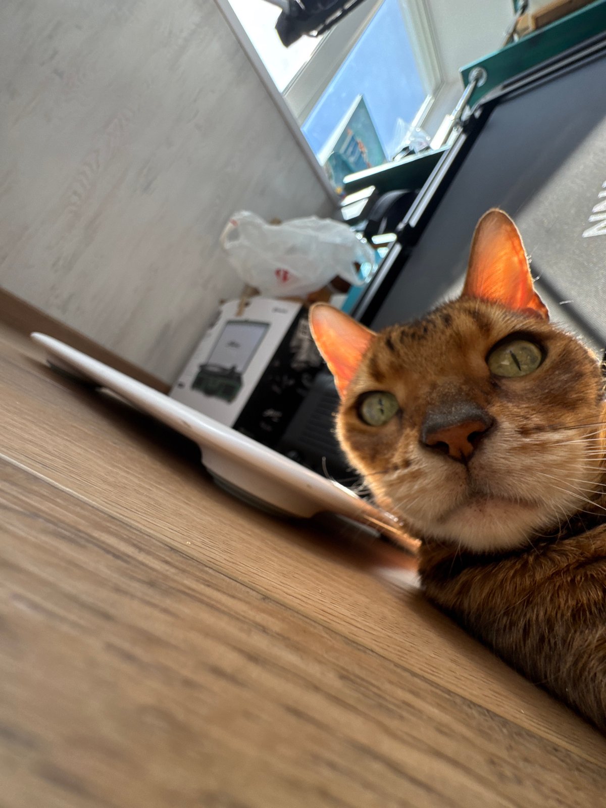 Bengal cat observed indoors during morning hours
