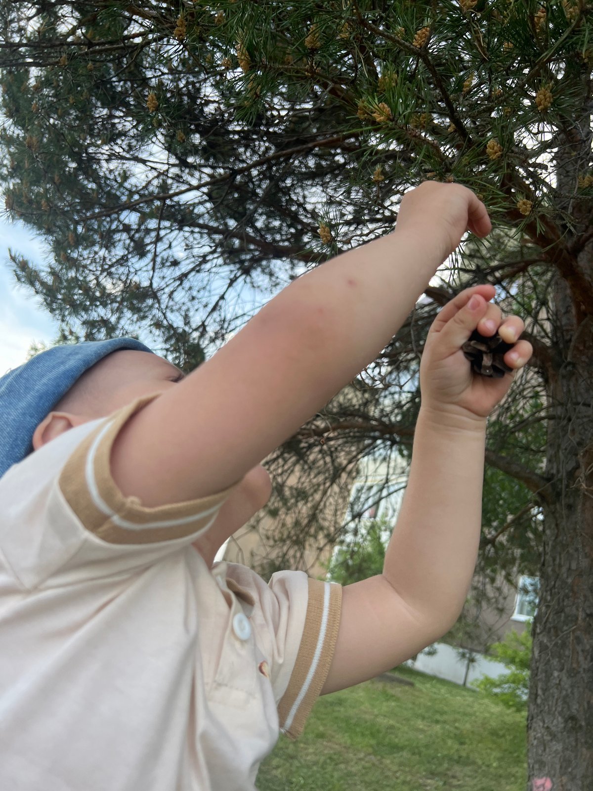 Child explores pine trees in Russian neighborhood
