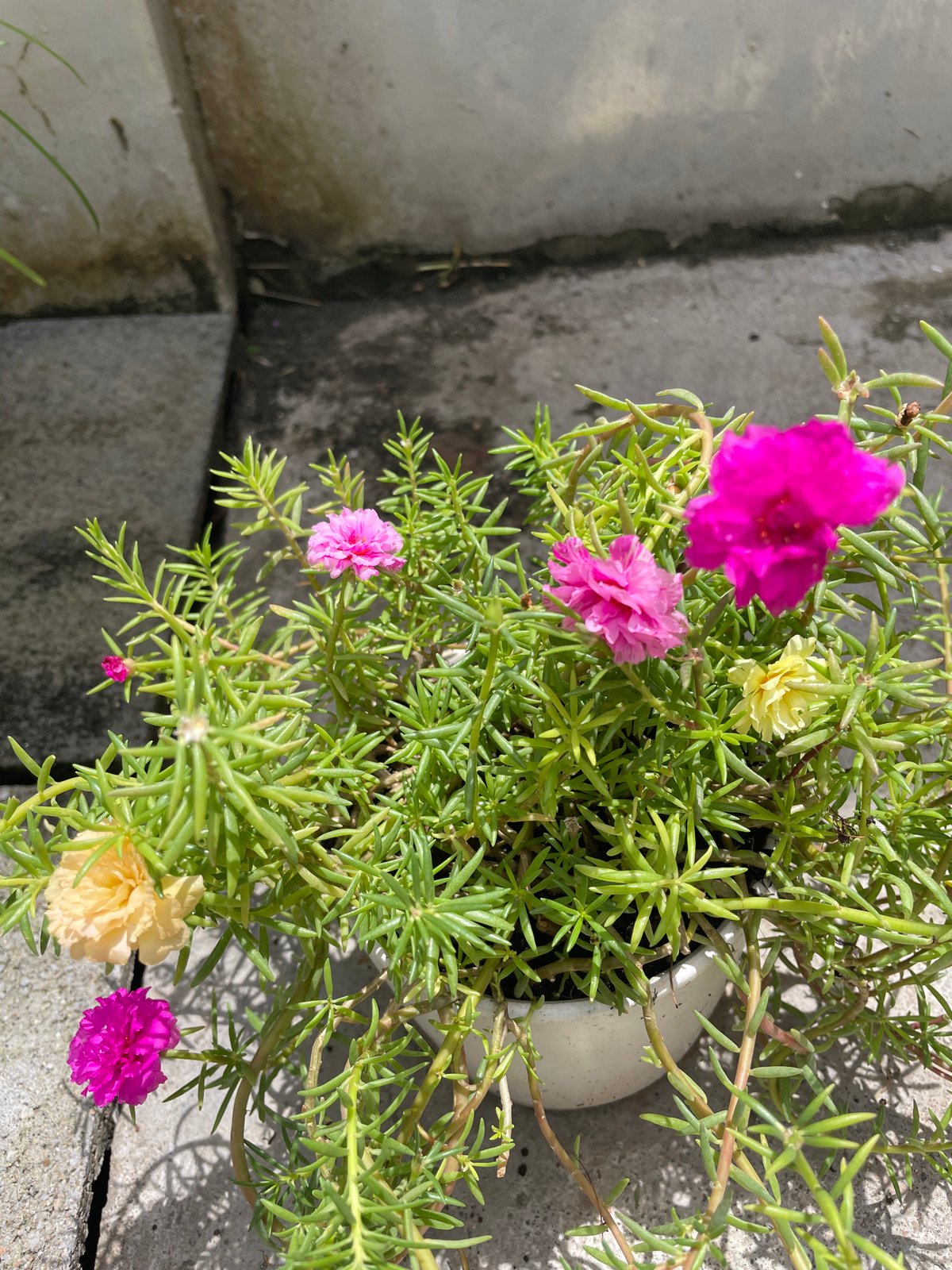 Colorful flowering plant spotted on concrete in Thailand