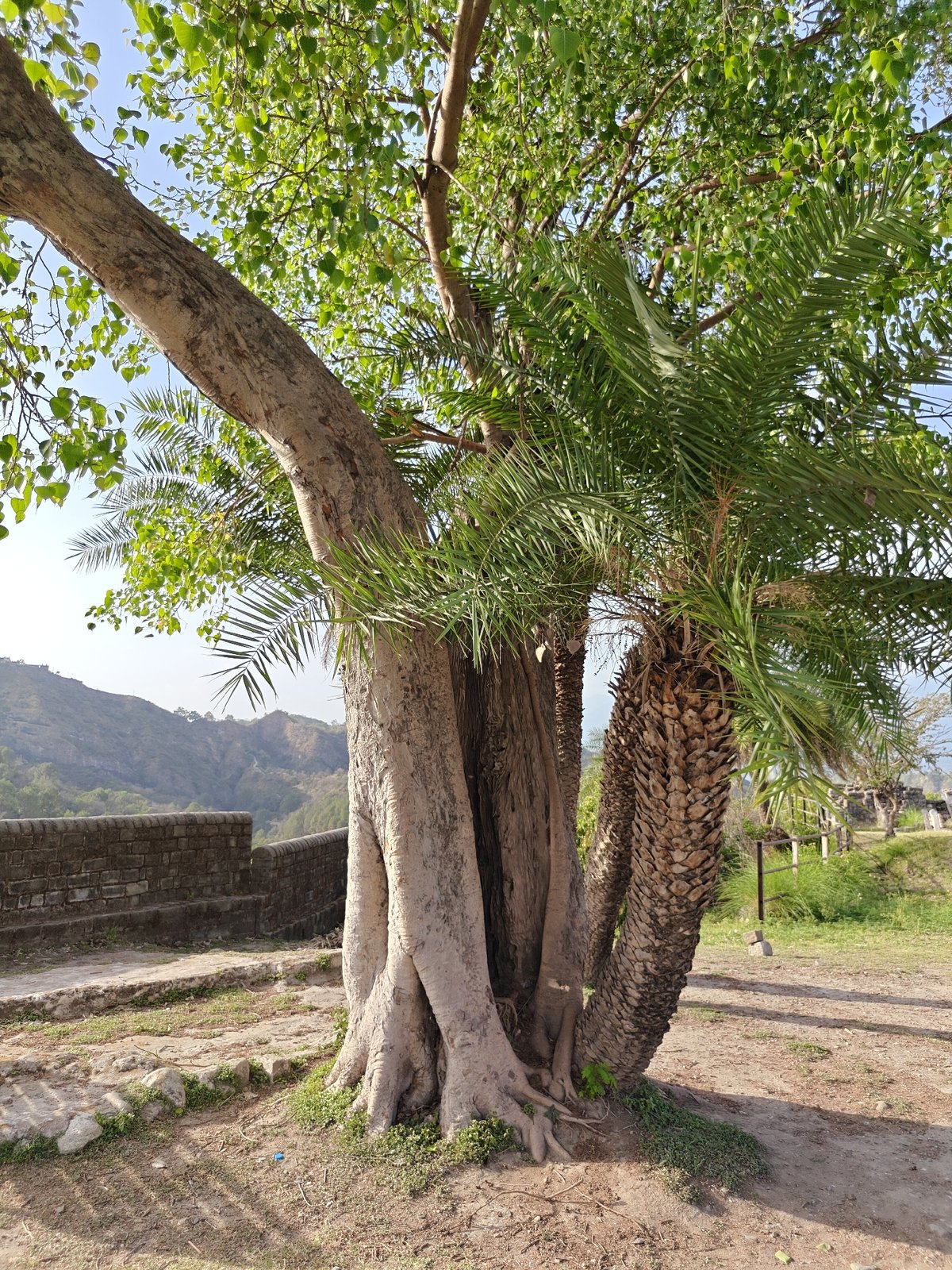 Park trees and Tibetan diorama documented at location