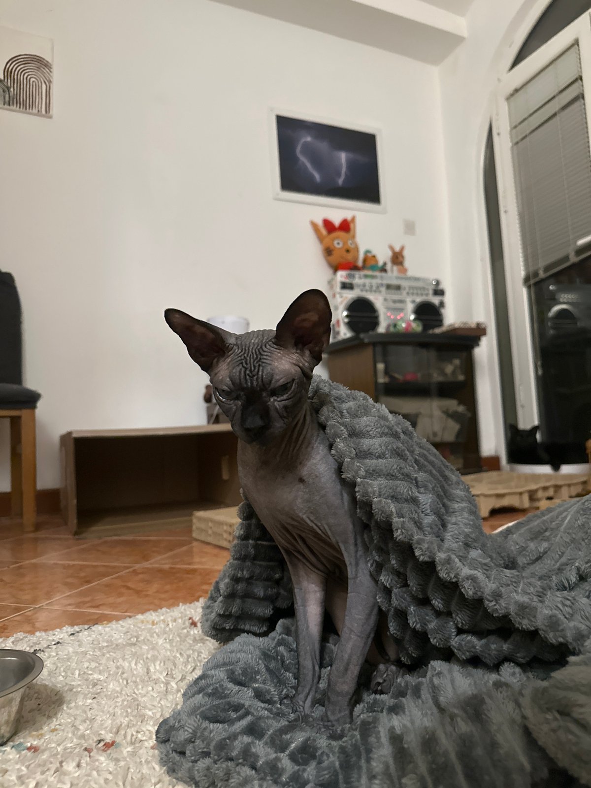 Two cats rest in cozy beds in Budva