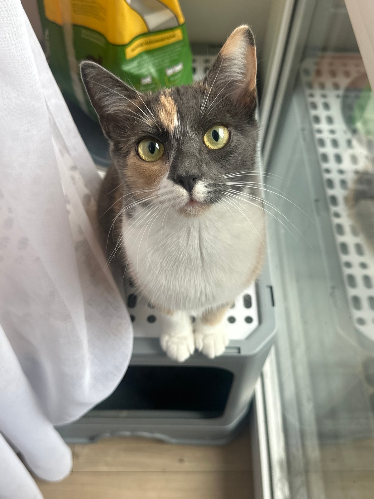 Rainy day at home: cats, selfies, wet leaves, and cartoons