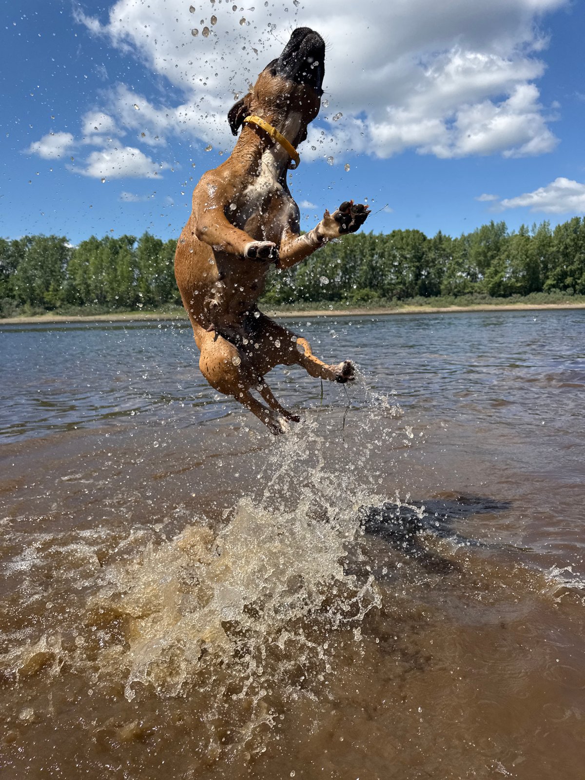 Woman and dog enjoy swimming session in Chaikovsky waters
