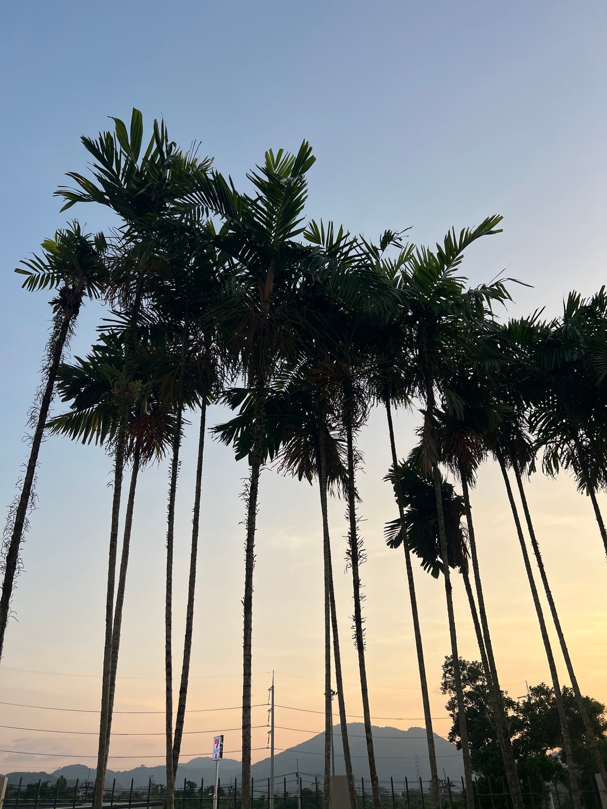 Palm trees photographed against vibrant sky in Kathu, Thailand