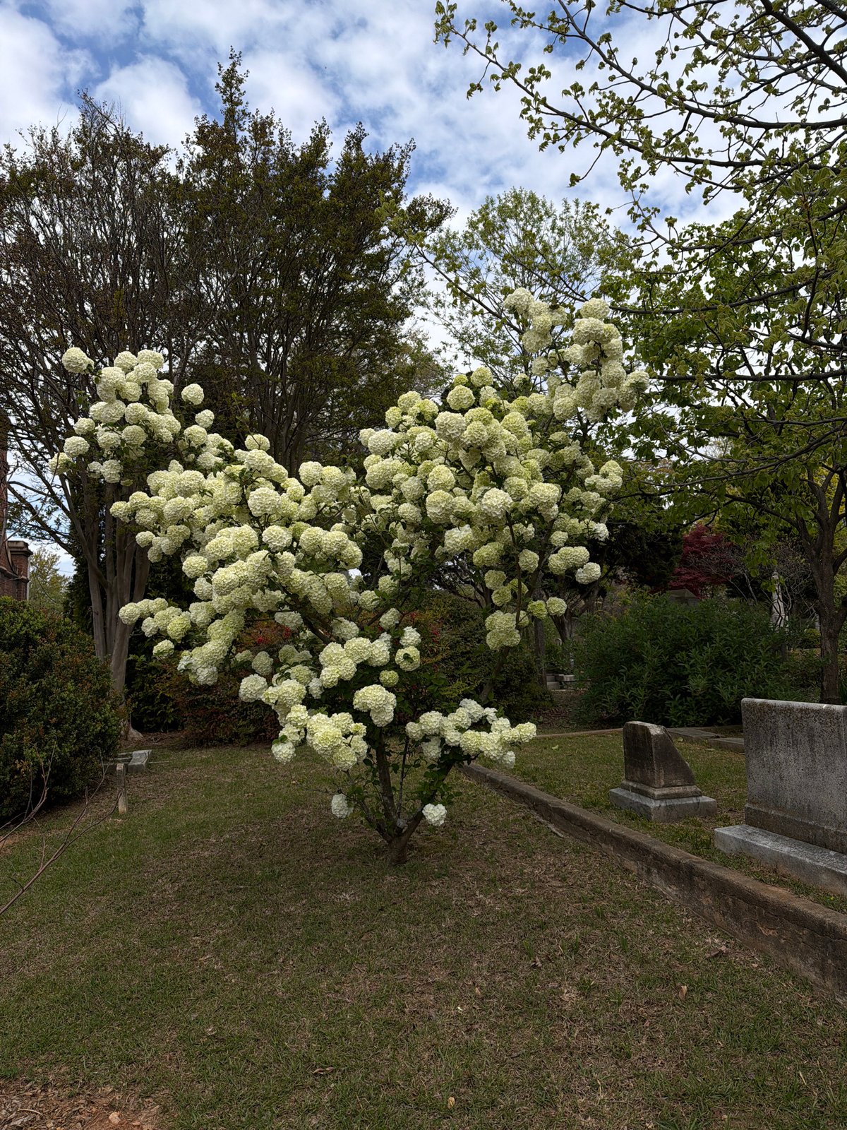 White flowering tree blooms in Atlanta cemetery park