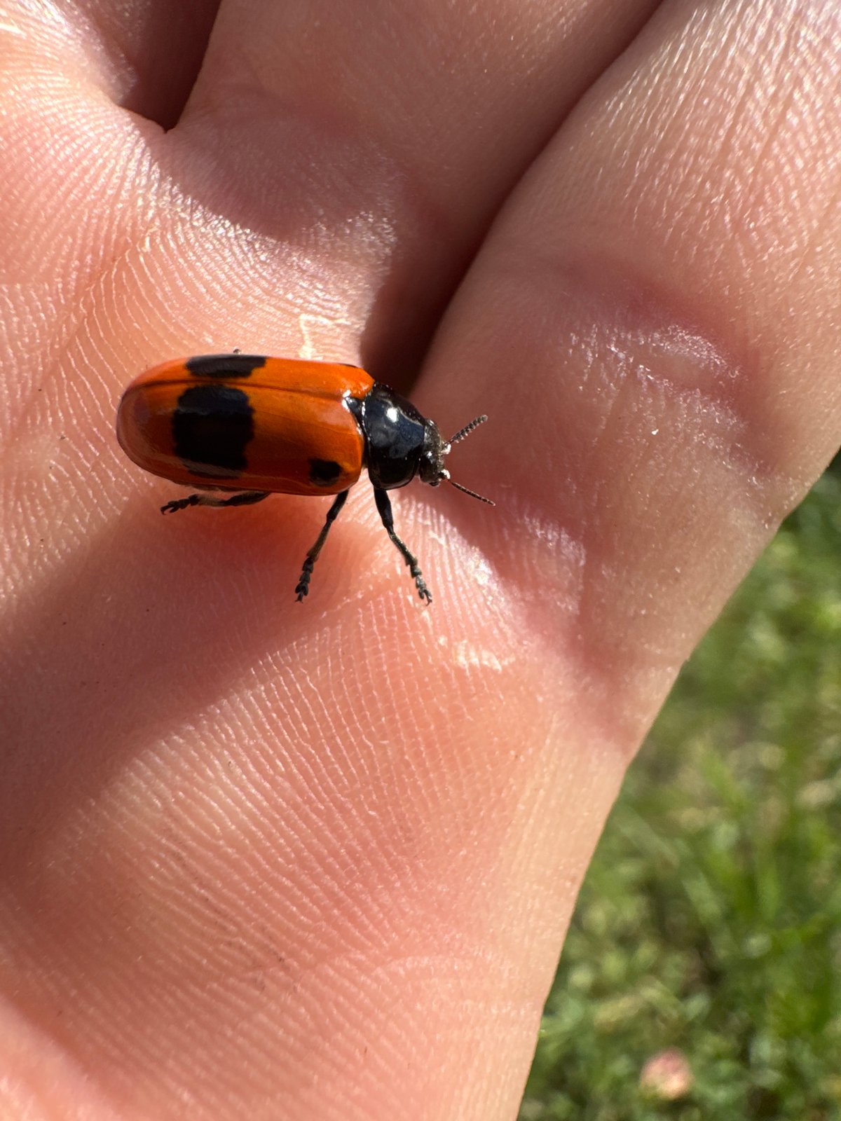 Backyard animals, garden blooms, and a handful of close-up nature moments