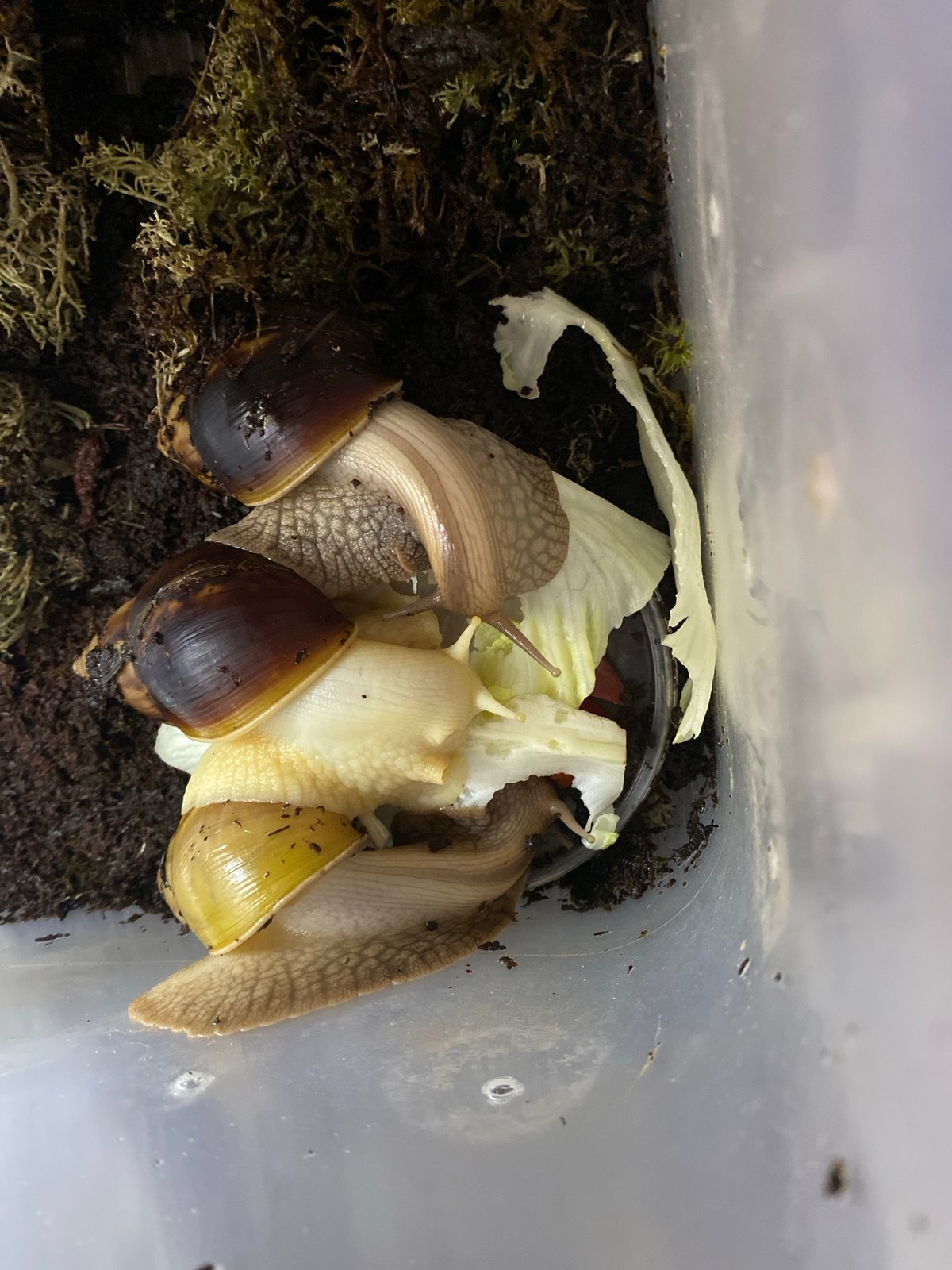 Young woman documents evening selfie session with pet snails