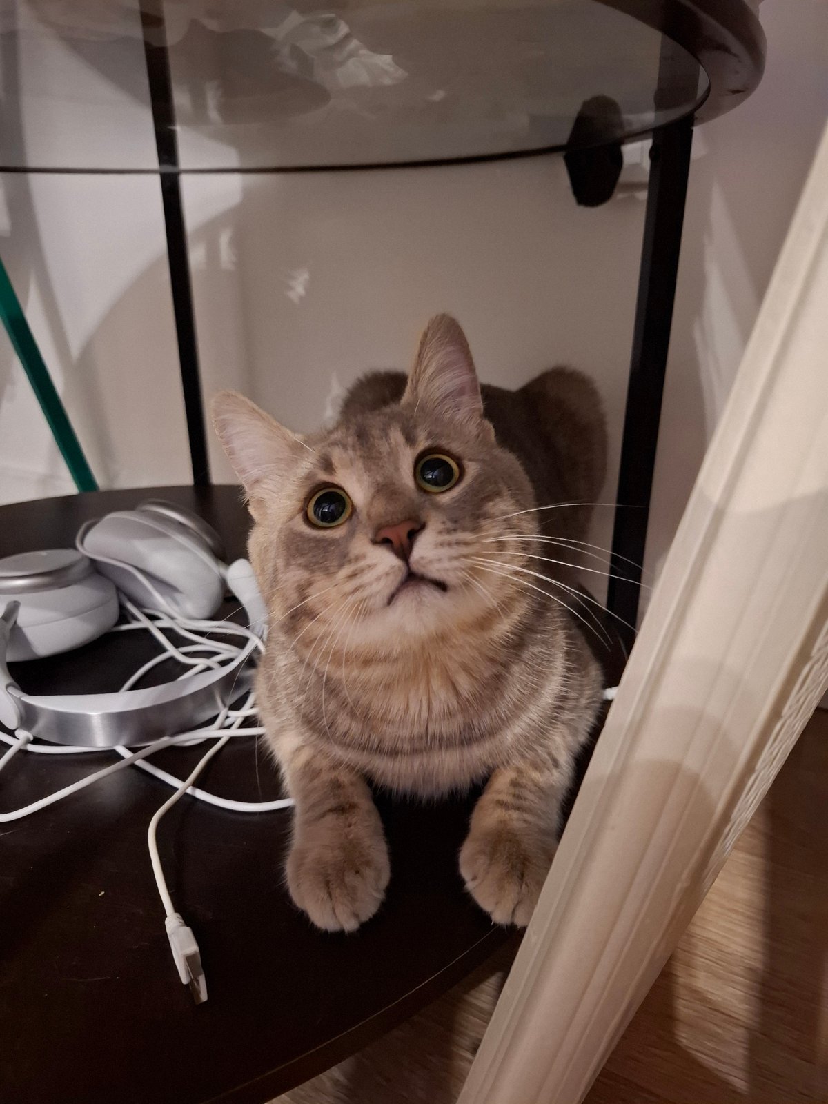 Late night snacking session with tabby cat in Zemun