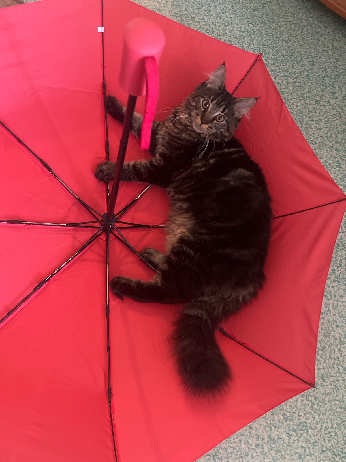 Tabby cat lounging inside a red umbrella on a carpet