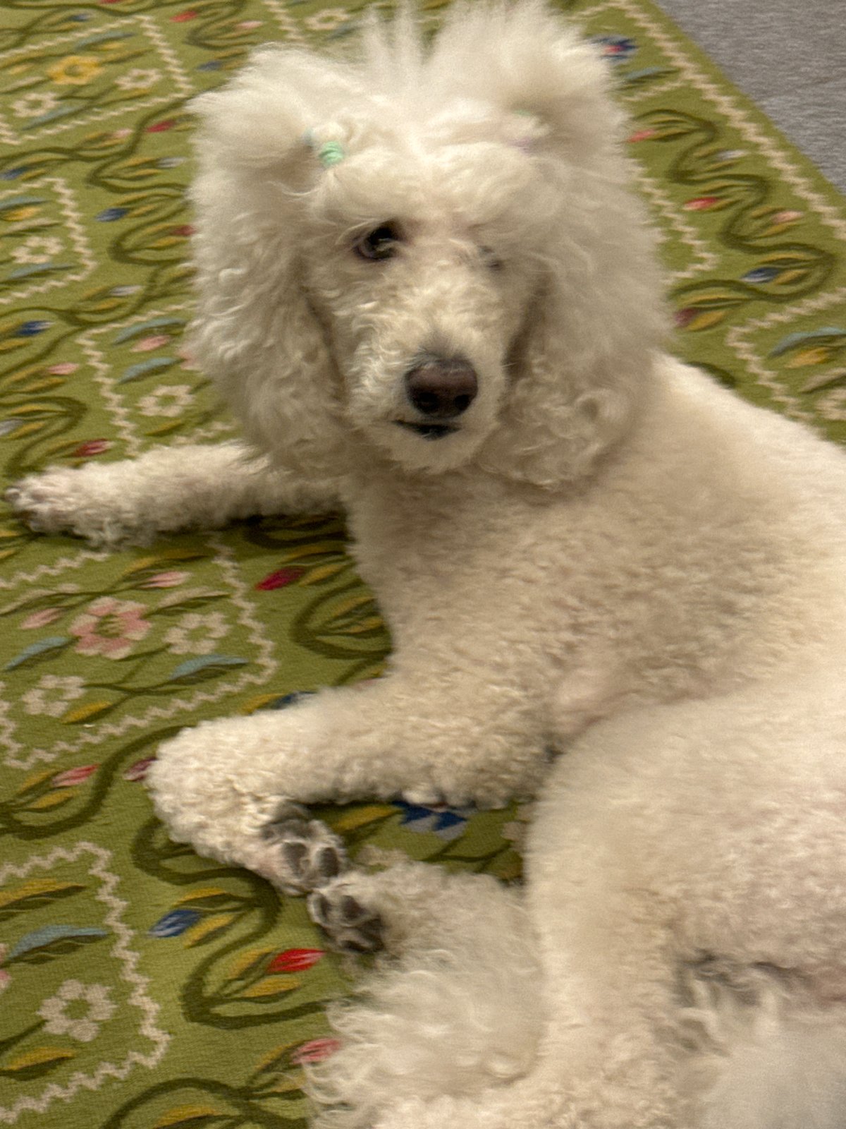 Small white dog rests on patterned rug in Krasnoyarsk
