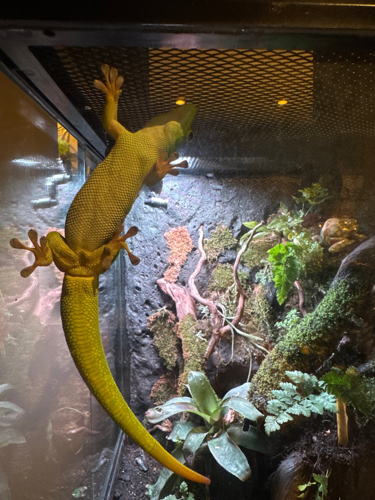 Terrarium animals observed in Kuta Selatan enclosures