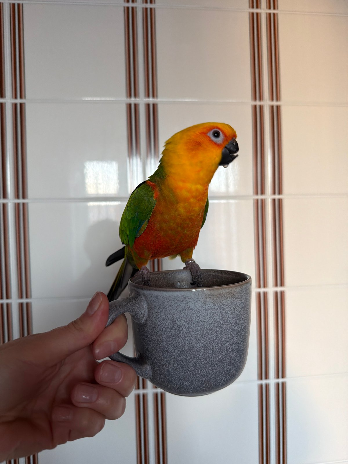 Woman documents afternoon with pet parrot in Khimki apartment