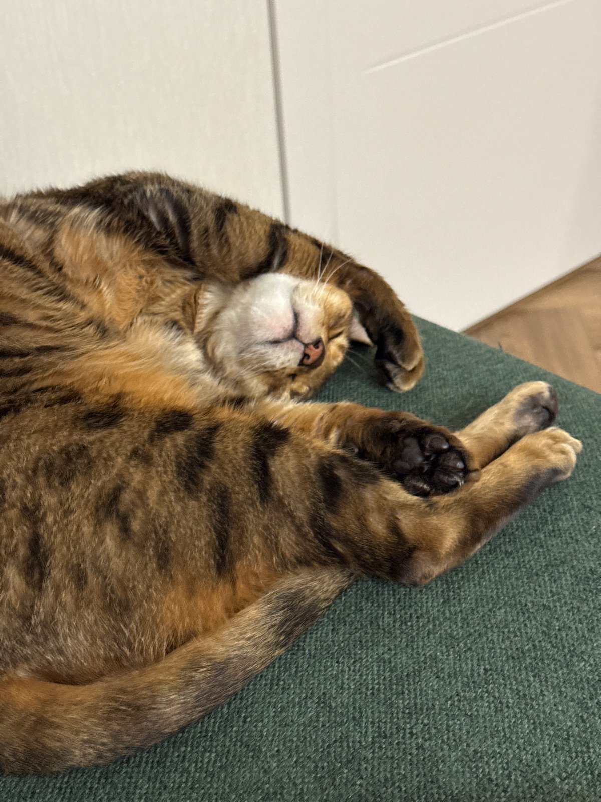 Tabby cat sleeps peacefully on green surface
