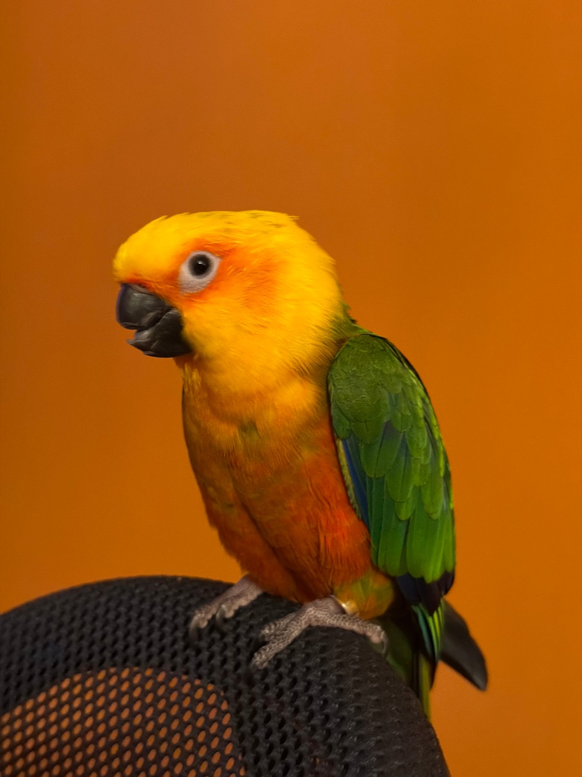 Family time with pet parrot documented in Khimki home
