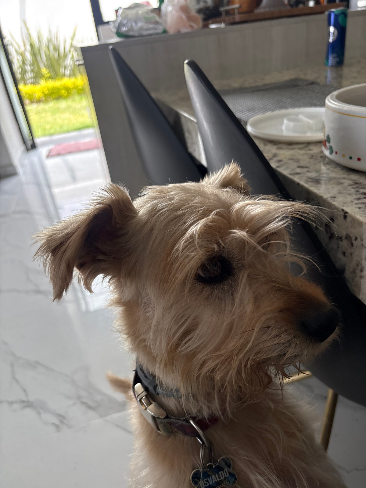Person pets dog named Osvaldo in Mexican home