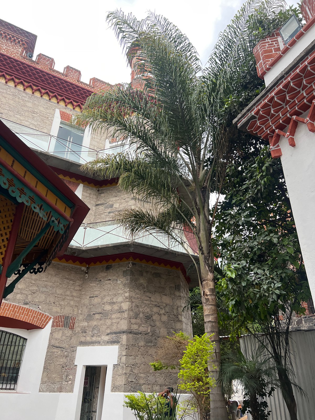Palm tree and architecture documented in Puebla, Mexico