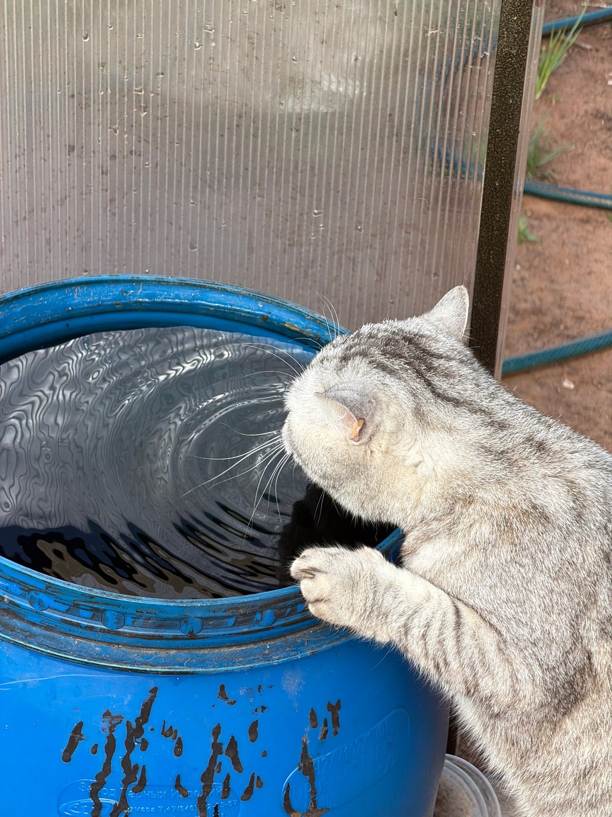 Quiet morning moments with pets and gardens in Chaikovsky