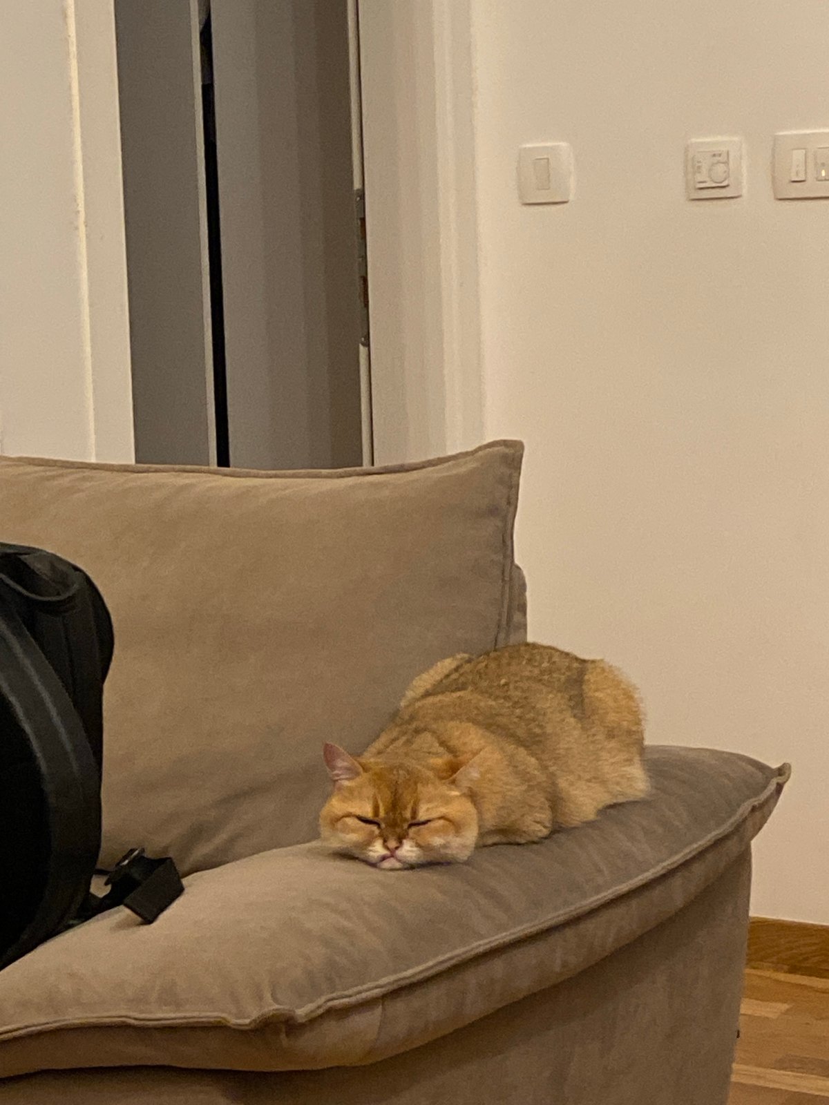 Evening scenes documented in Bar, Montenegro include cats, streets