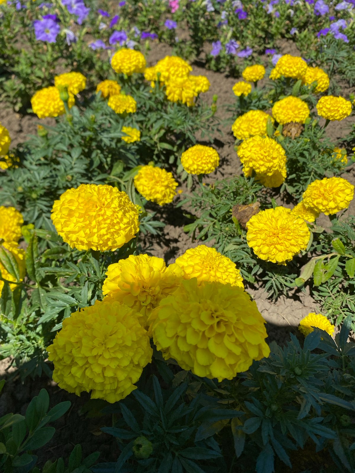 Midsummer garden and nature close-ups from Kushchovskaya, Russia