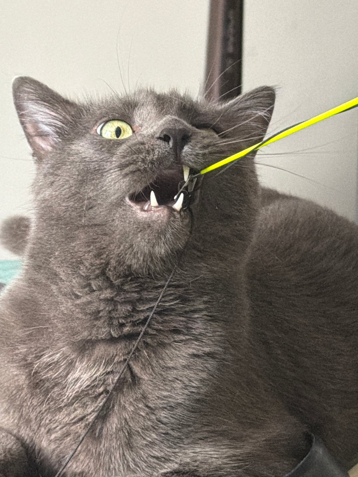 Gray cat's playtime and nap session on green bedding