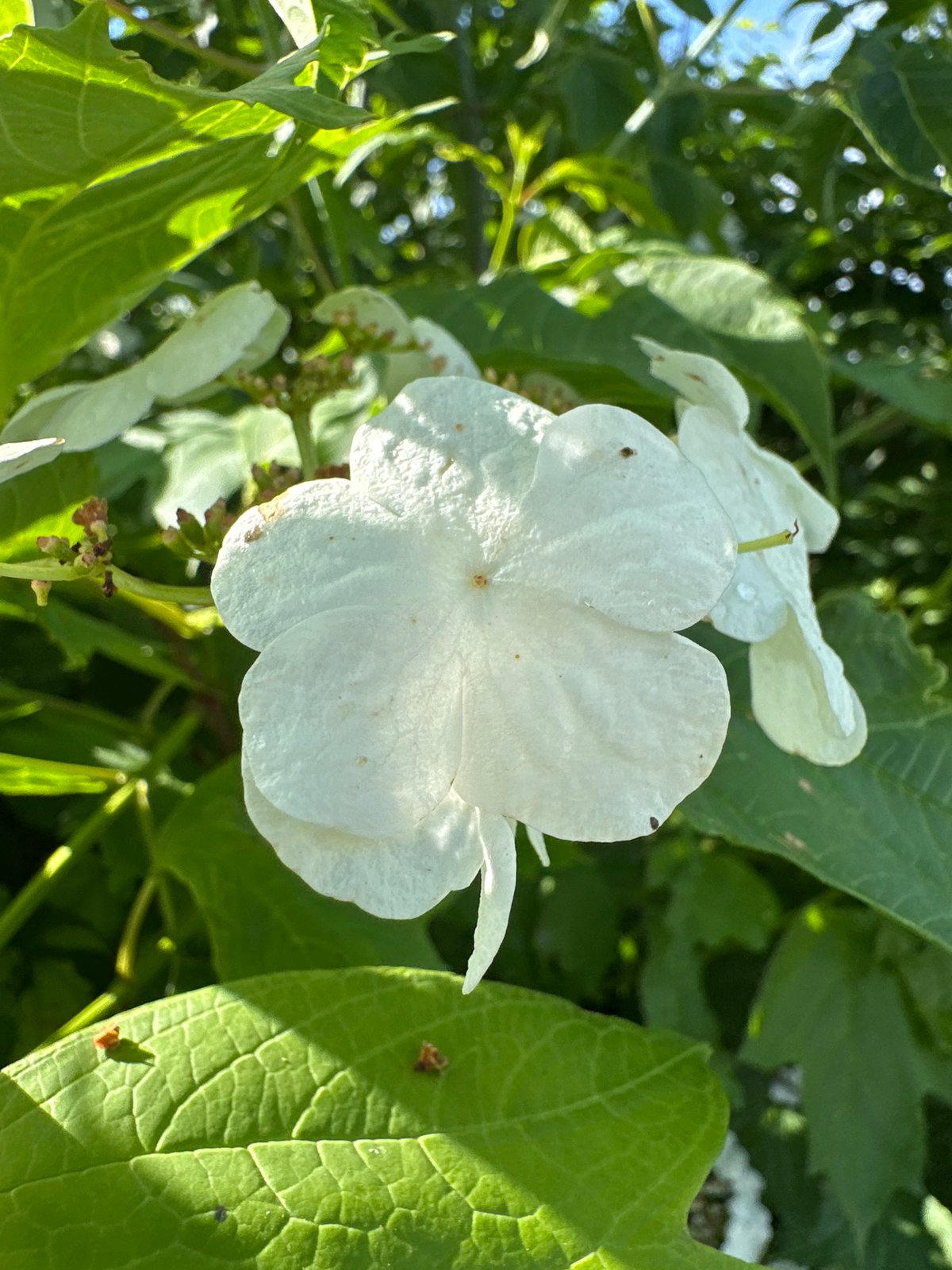 Summer garden in bloom after rain, Yaroslavka