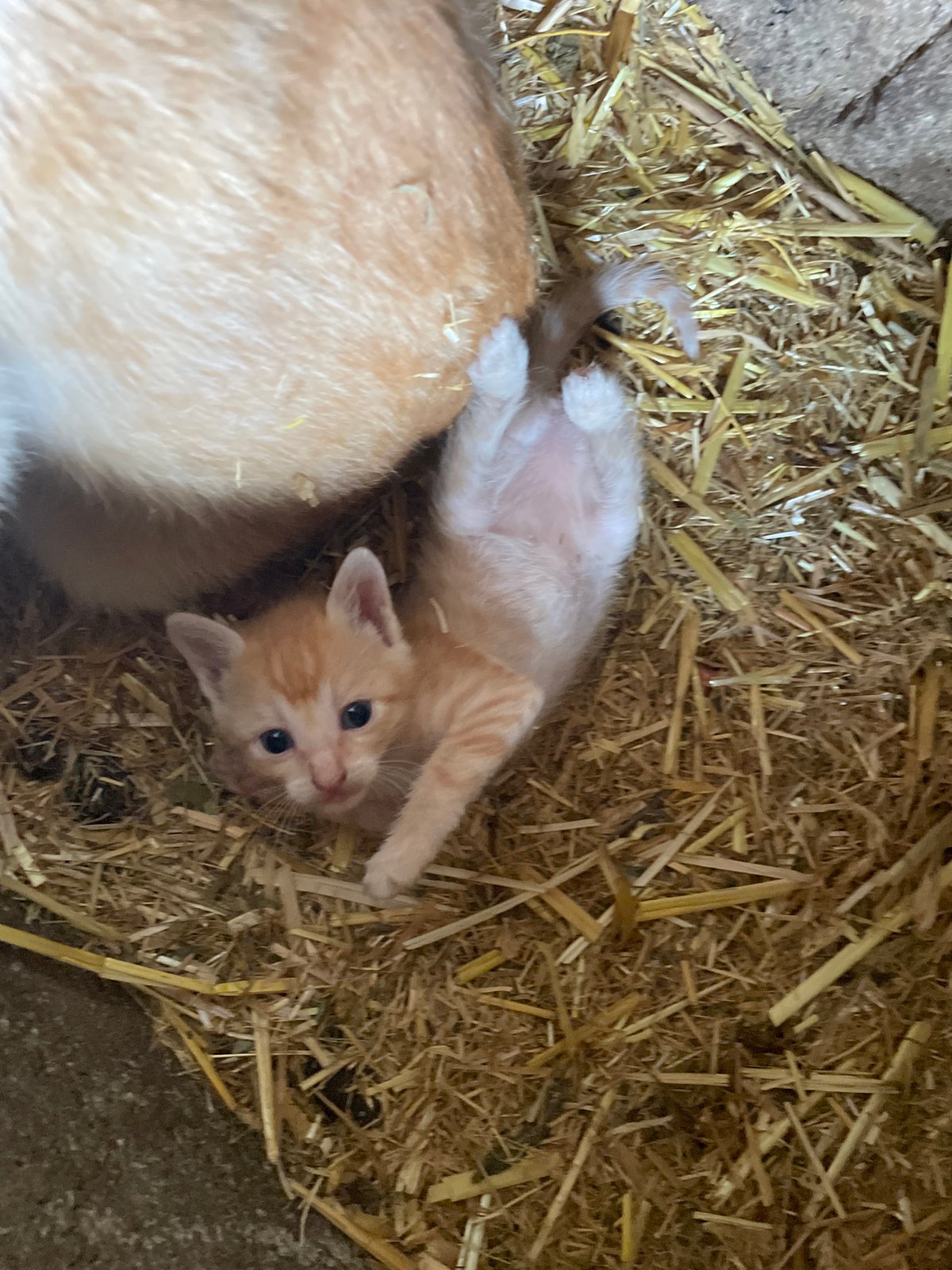 Farm animals spotted in rural Zlatograd, Bulgaria