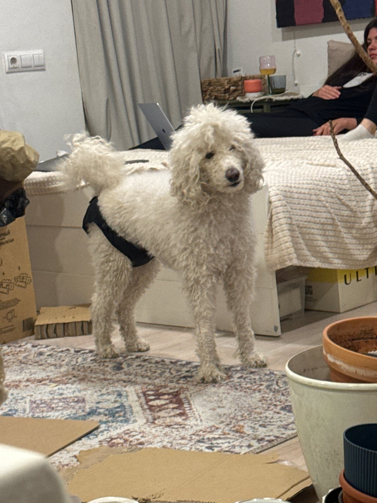Sushi dinner with fluffy dog companion in Krasnoyarsk home