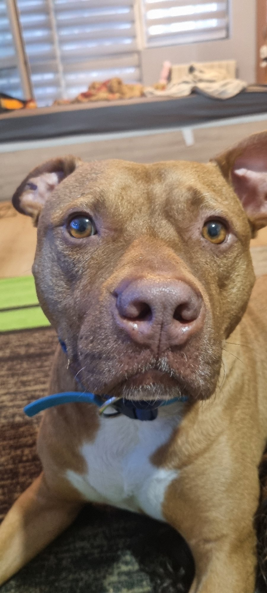 Brown dog photographed in multiple poses during five-minute session