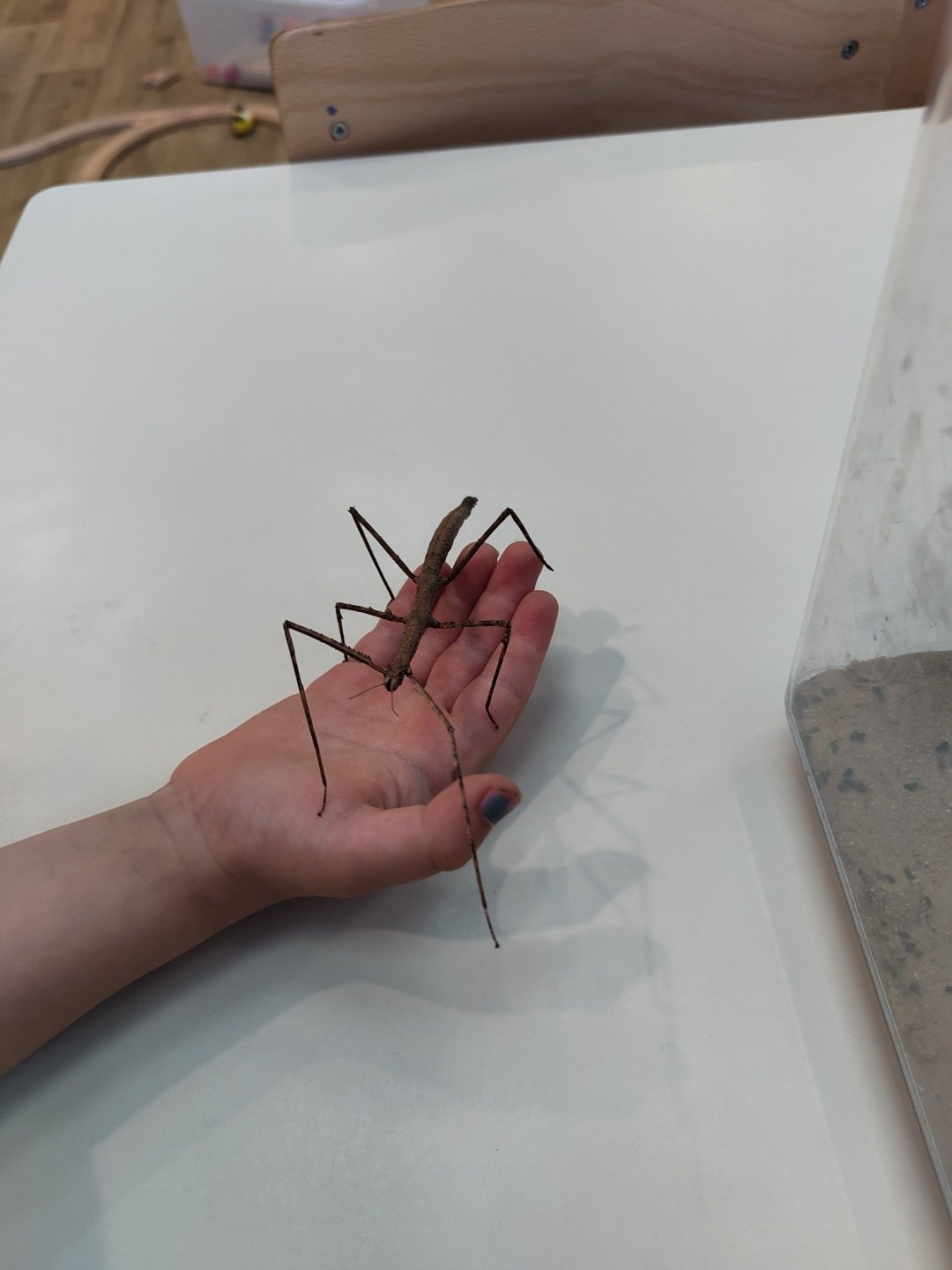 Child handles stick insects in Tel Aviv terrarium display