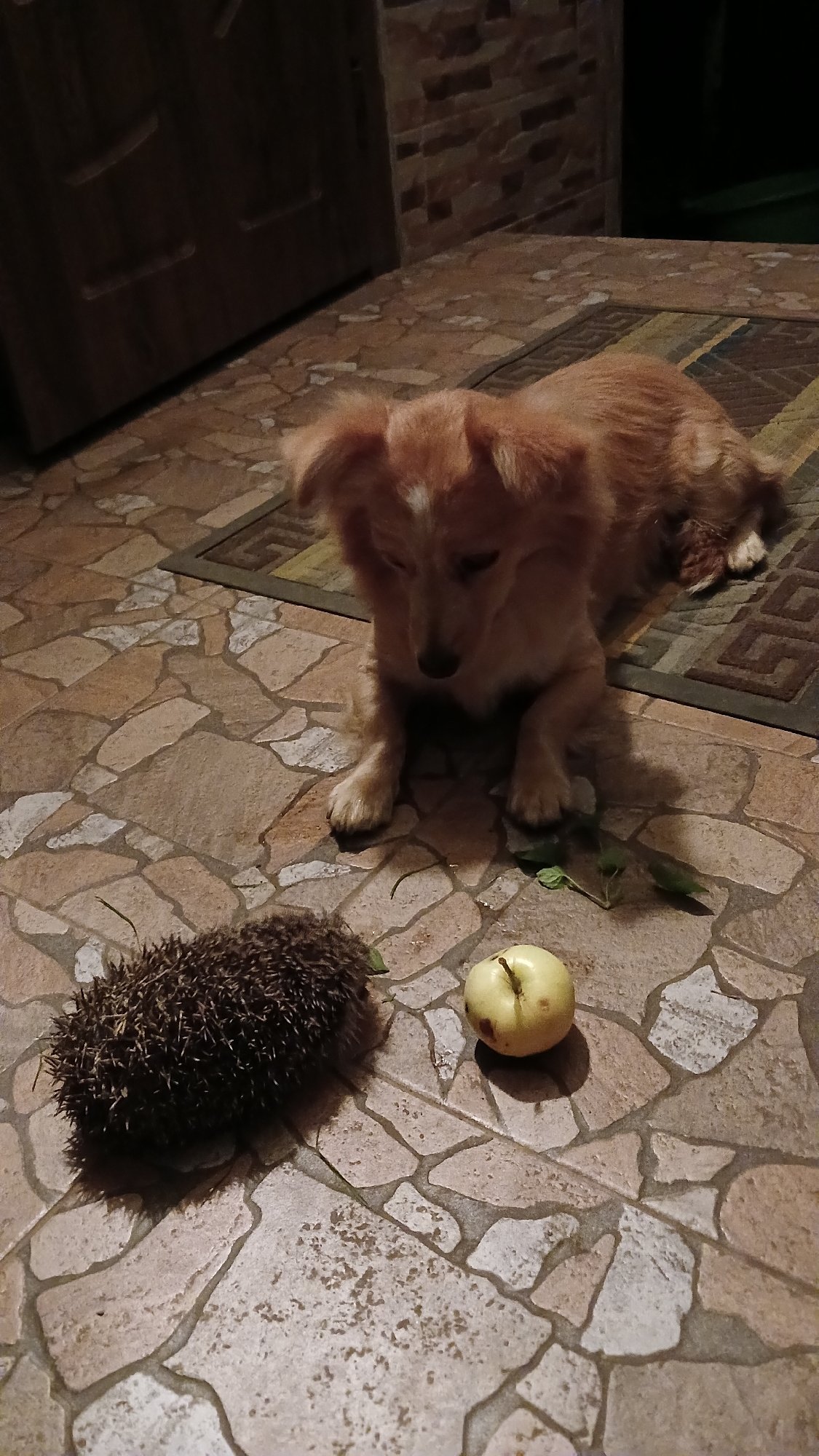 Dog meets hedgehog on a patio in Monastyryska